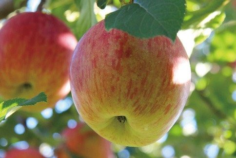 作り人の顔写真